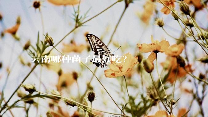 云南哪种菌子最好吃？
